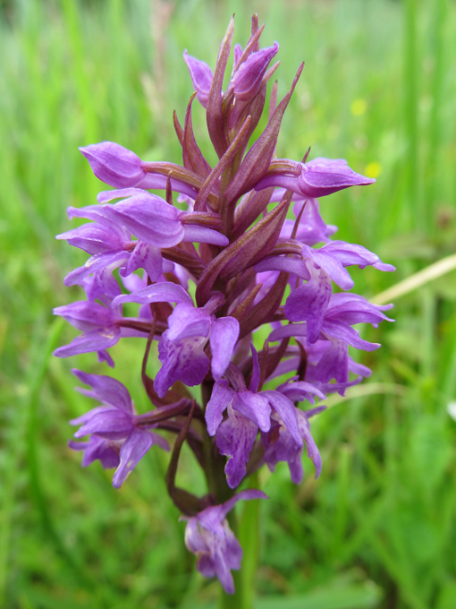 Wilde orchidee Gennep